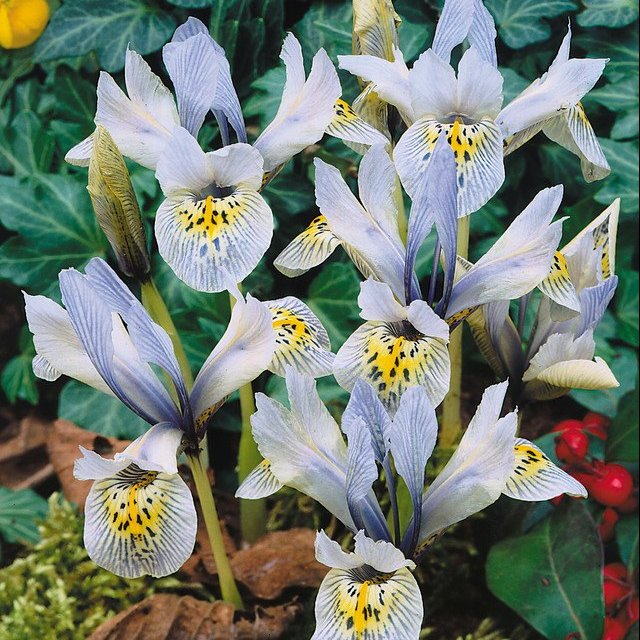 Iris Katharine Hodgkin