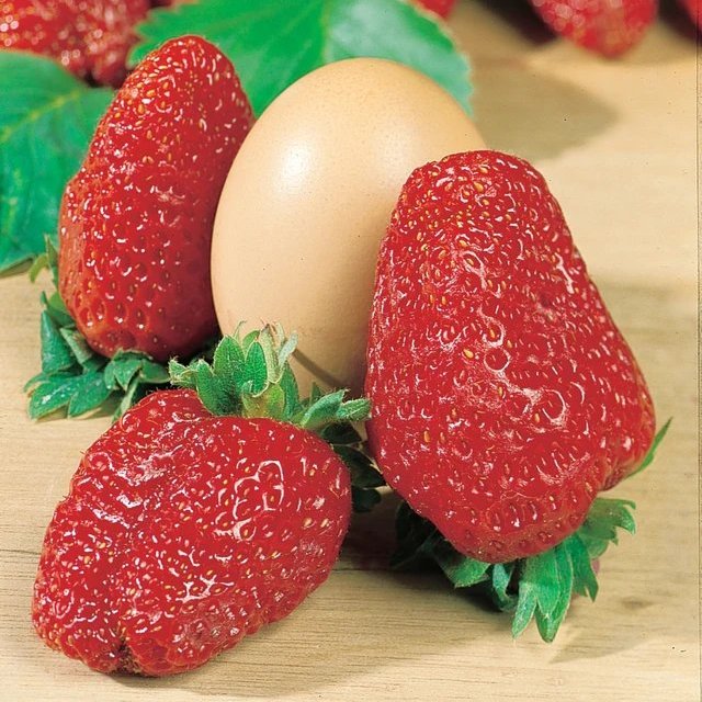 Strawberry 'Senga Gigana' - Giant  (2 Y/0 Loose-Rooted Trees)