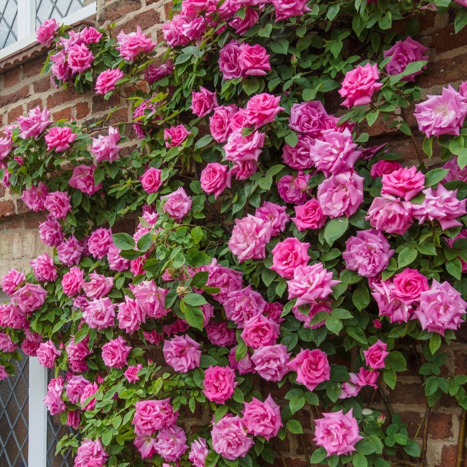 Rose Climbing Zephirine Drouhin