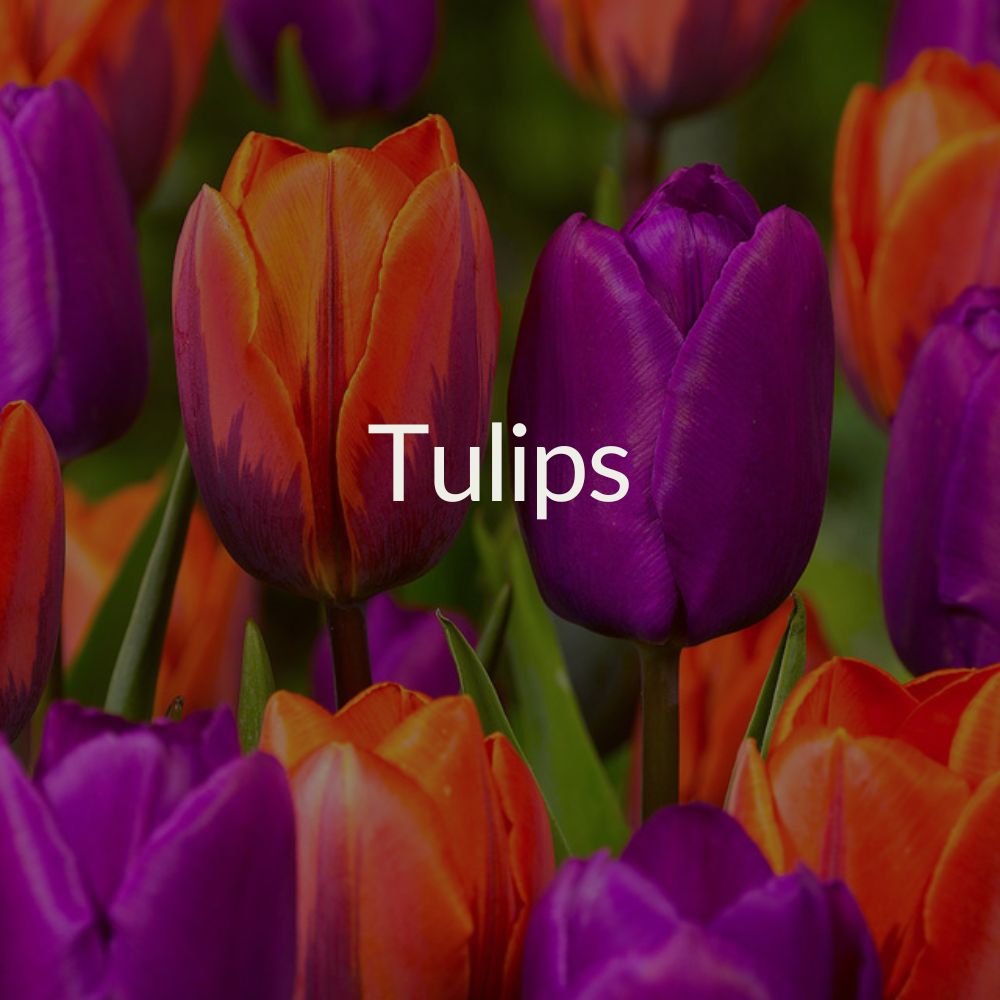 Tulips