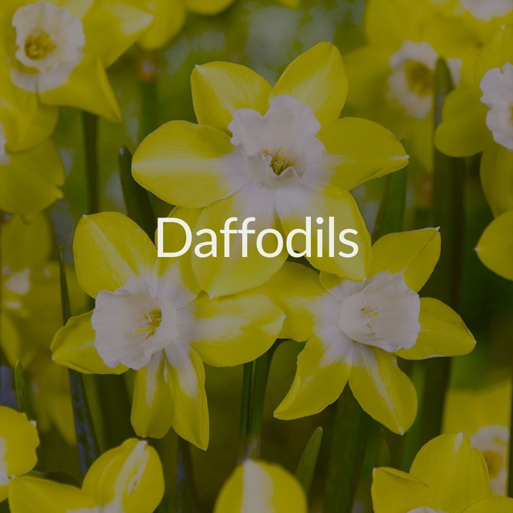 Daffodils