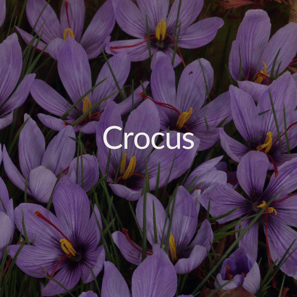 Crocus