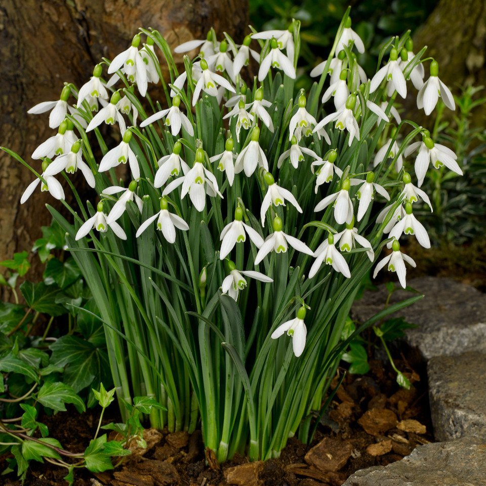 Galanthus Elwesii  (5cm+ Bulbs)