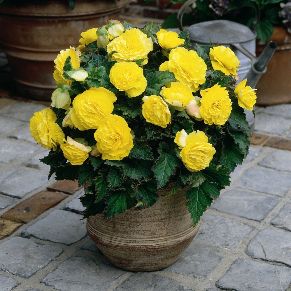 Begonia Non Stop Yellow Exhibition 5/6cm (5-6cm Tubers)