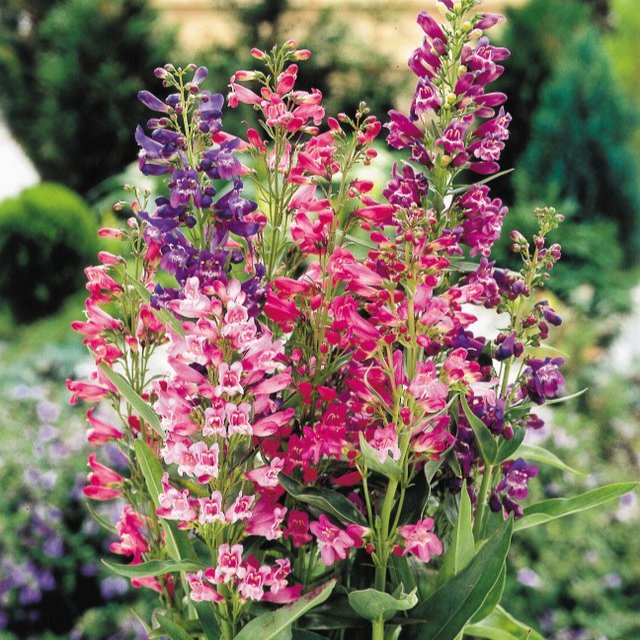 Penstemon Cambridge Mix  (5cm Modules)