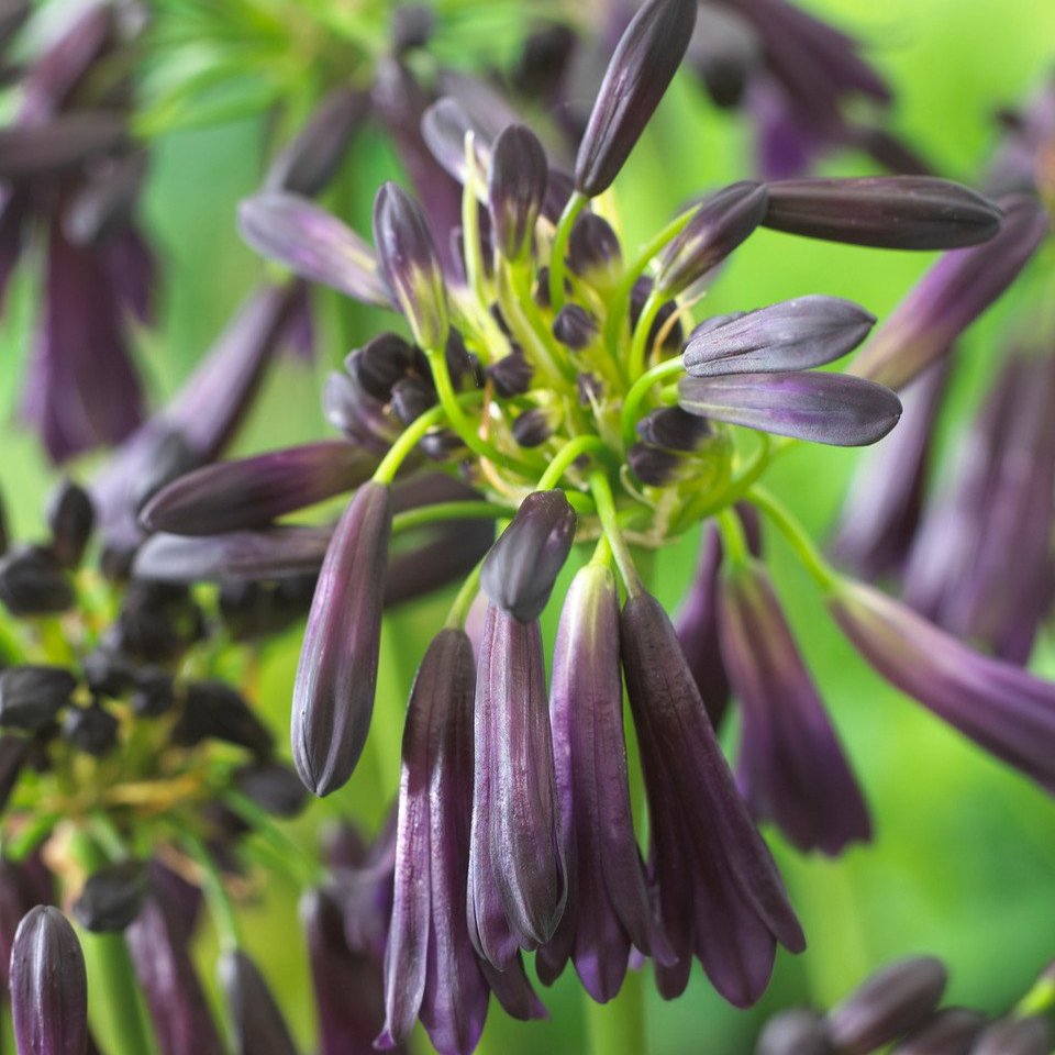 Agapanthus Midnight Cascade (Potted)