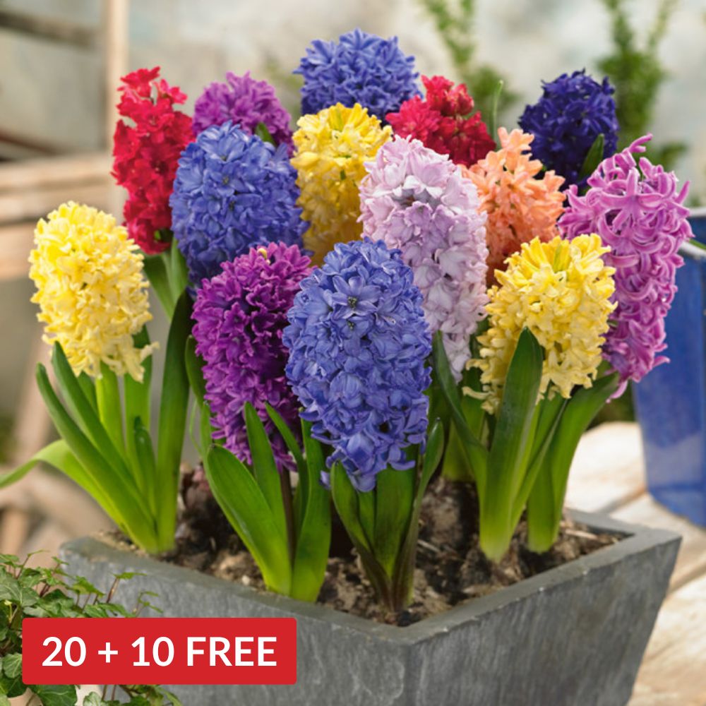 Hyacinth Bedding Size Mix