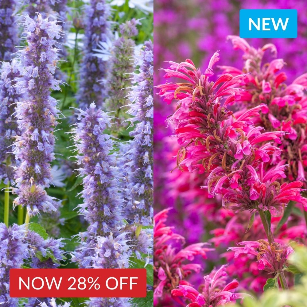 Agastache Fortune Collection