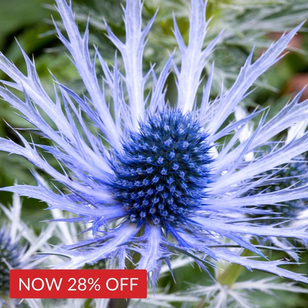 Eryngium planum Blaukappe