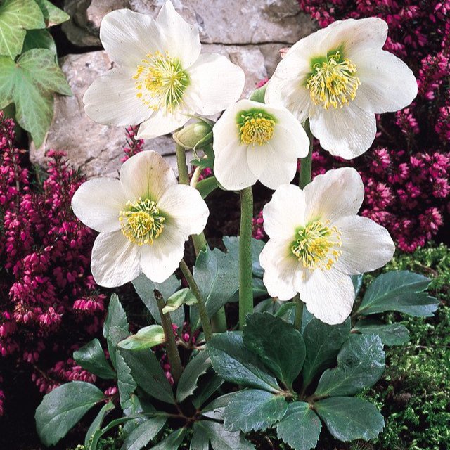 Helleborus