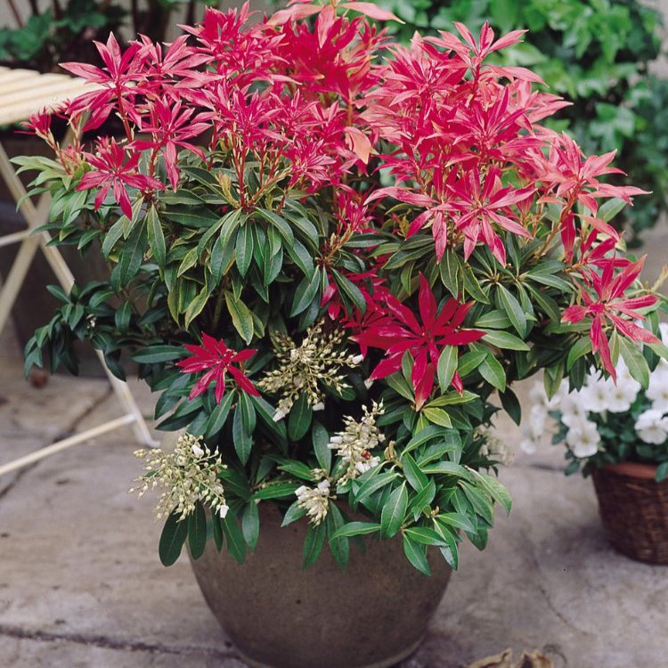 Pieris Forest Flame 2L