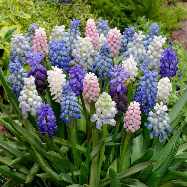 Muscari Armeniacum 7cm+