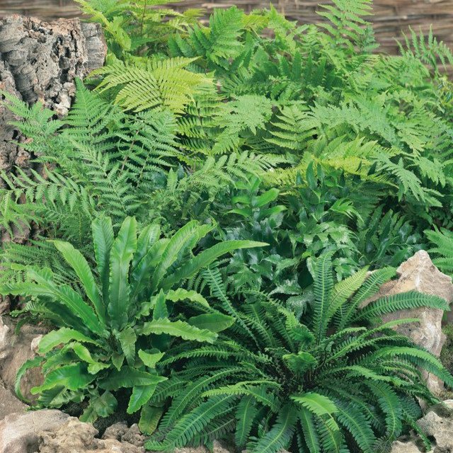 Ferns