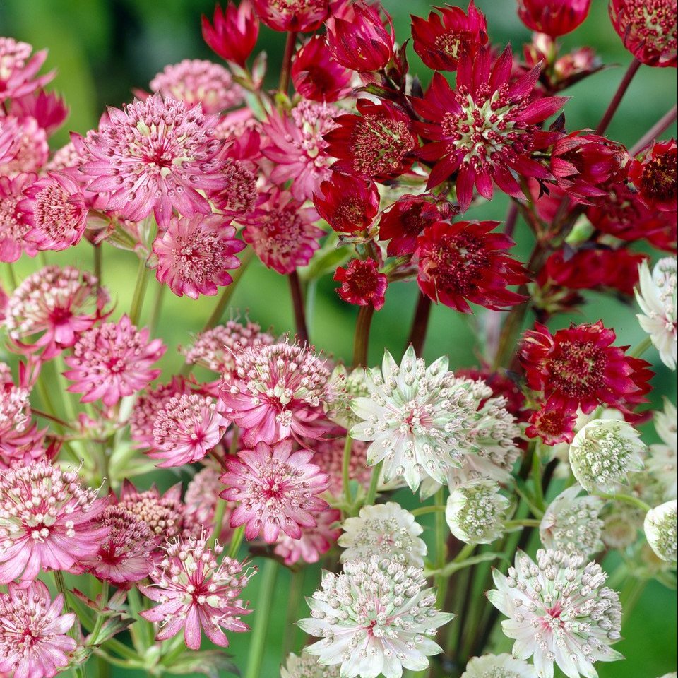 Astrantia Mixed  (Loose Roots)