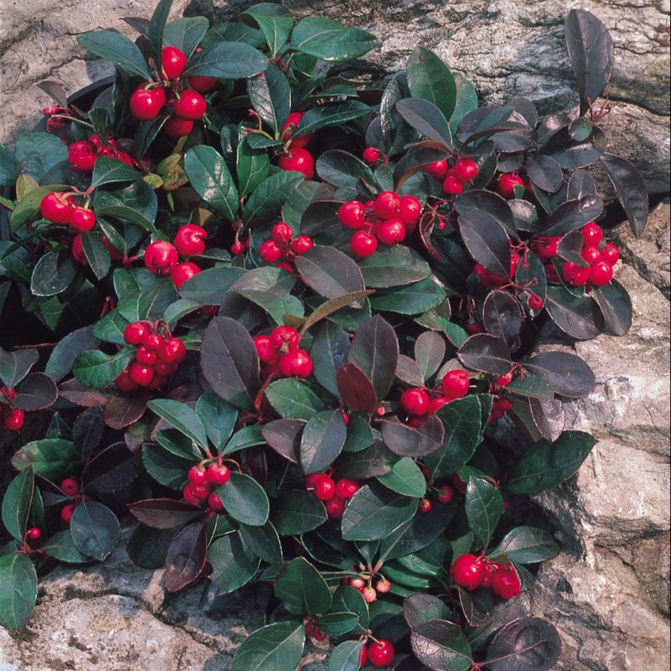 Gaultheria procumbens   (9cm Pot)