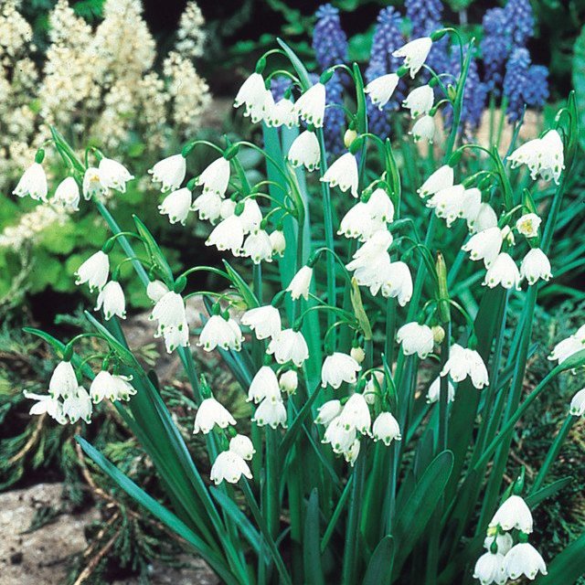 Leucojum Aestivum 7-8cm