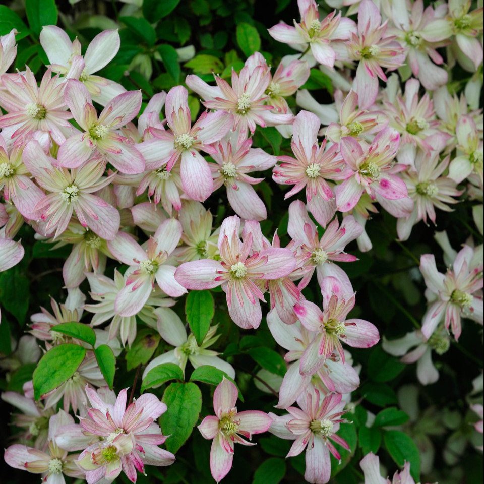 Clematis montana 'Marjorie' (9cm Pot)