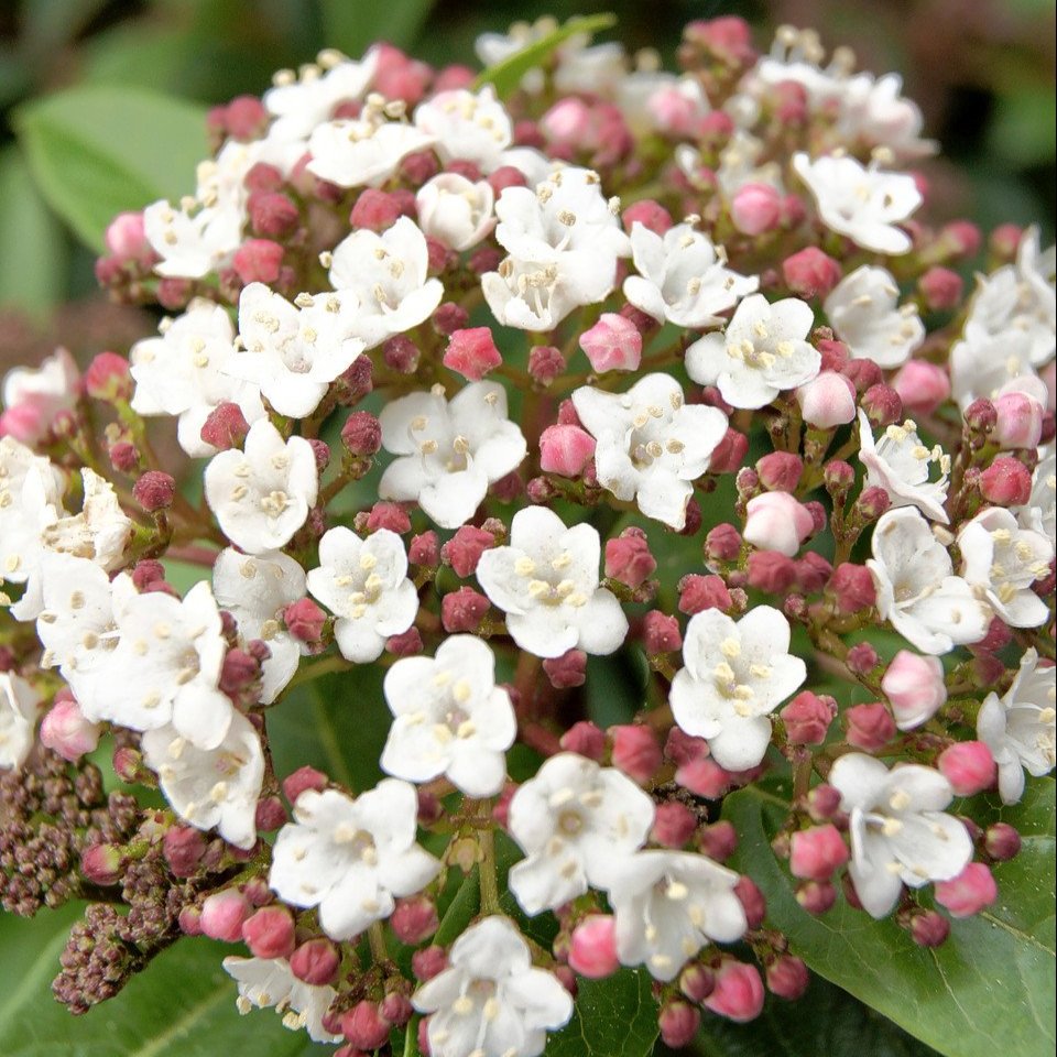 Viburnum tinus   (9cm Pot)