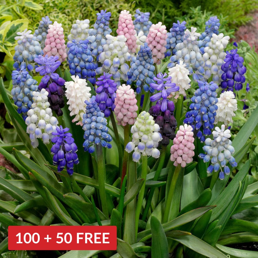 Muscari Mix