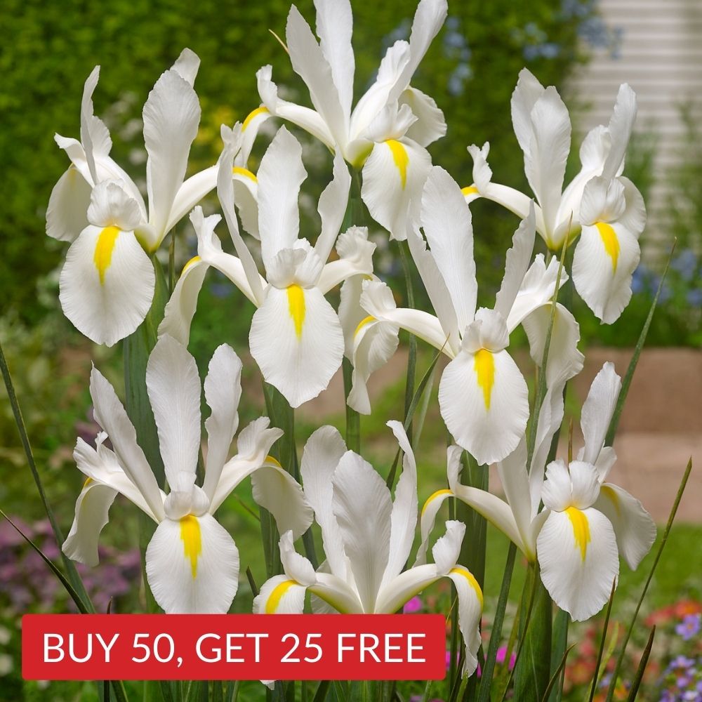 Dutch Iris White Excelsior