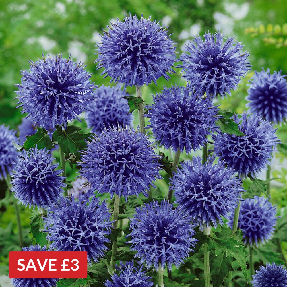 Echinops bannaticus Blue Globe