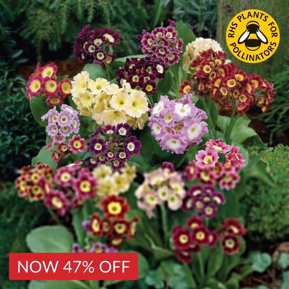 Primula auricula Mixed