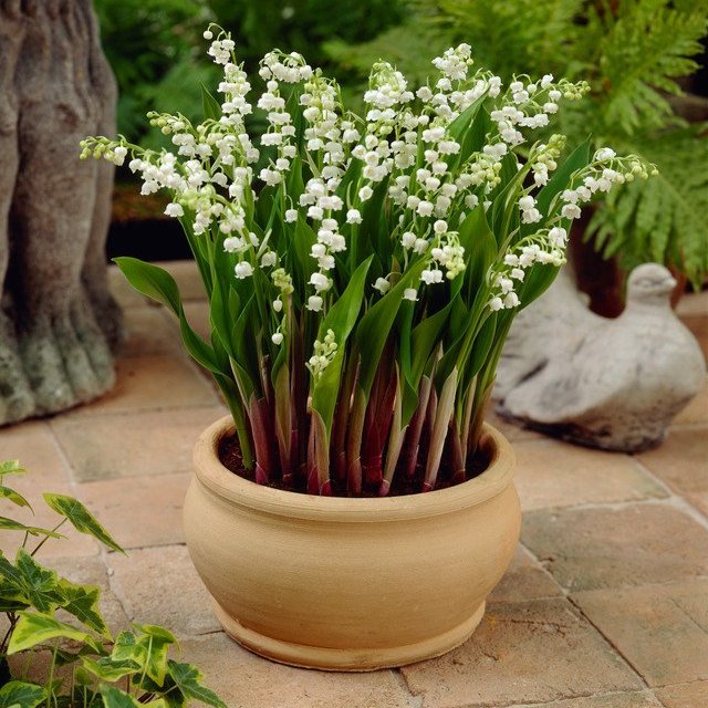 Lily of the Valley Bordeaux  (Loose Roots)