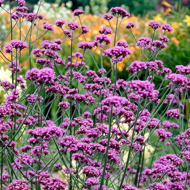 Verbena bonariensis