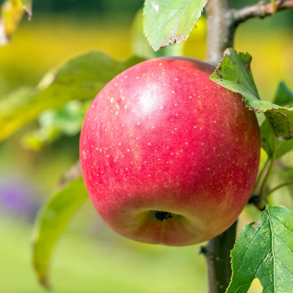 Iris germanica 'Autumn Leaves'  (Loose-Rooted Plants)