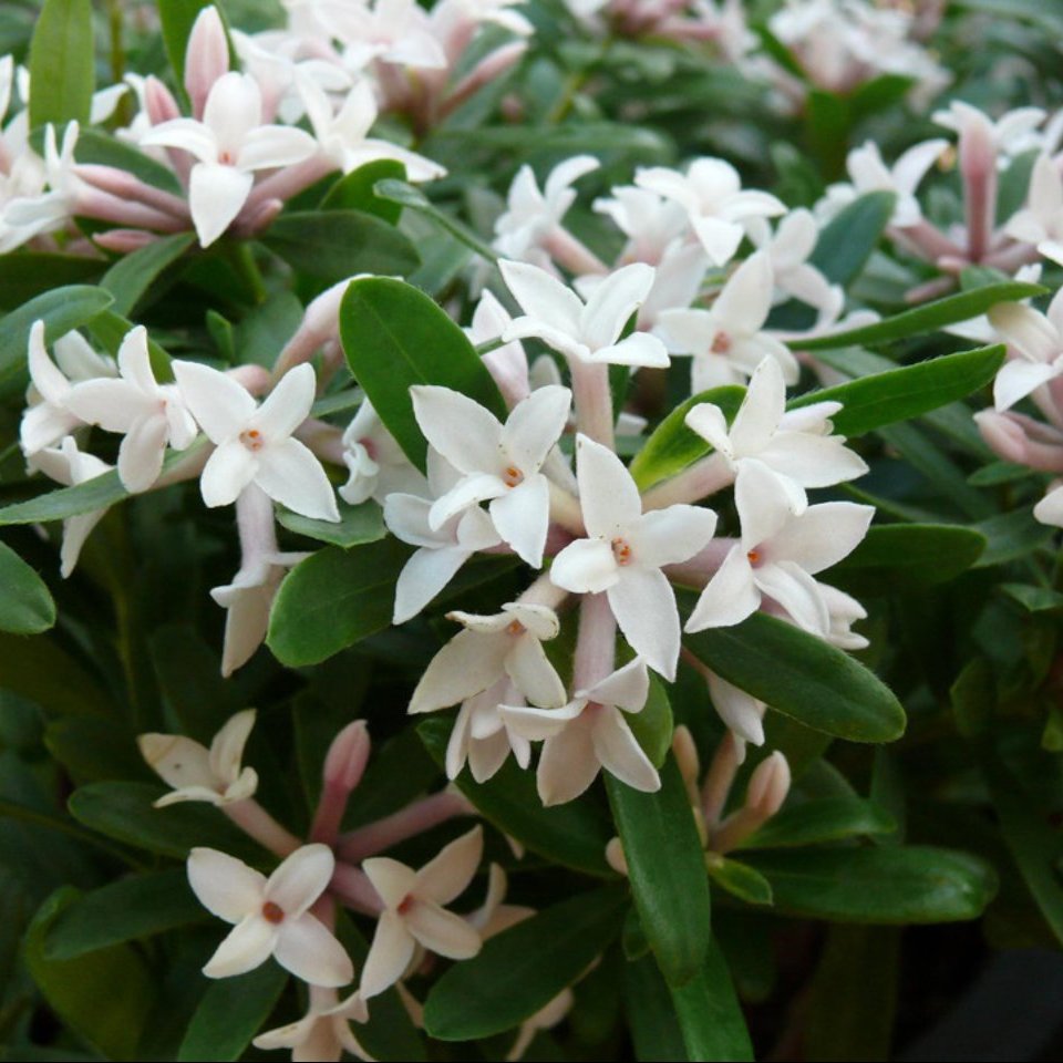 Daphne Eternal Fragrance P15  (15cm Pots)