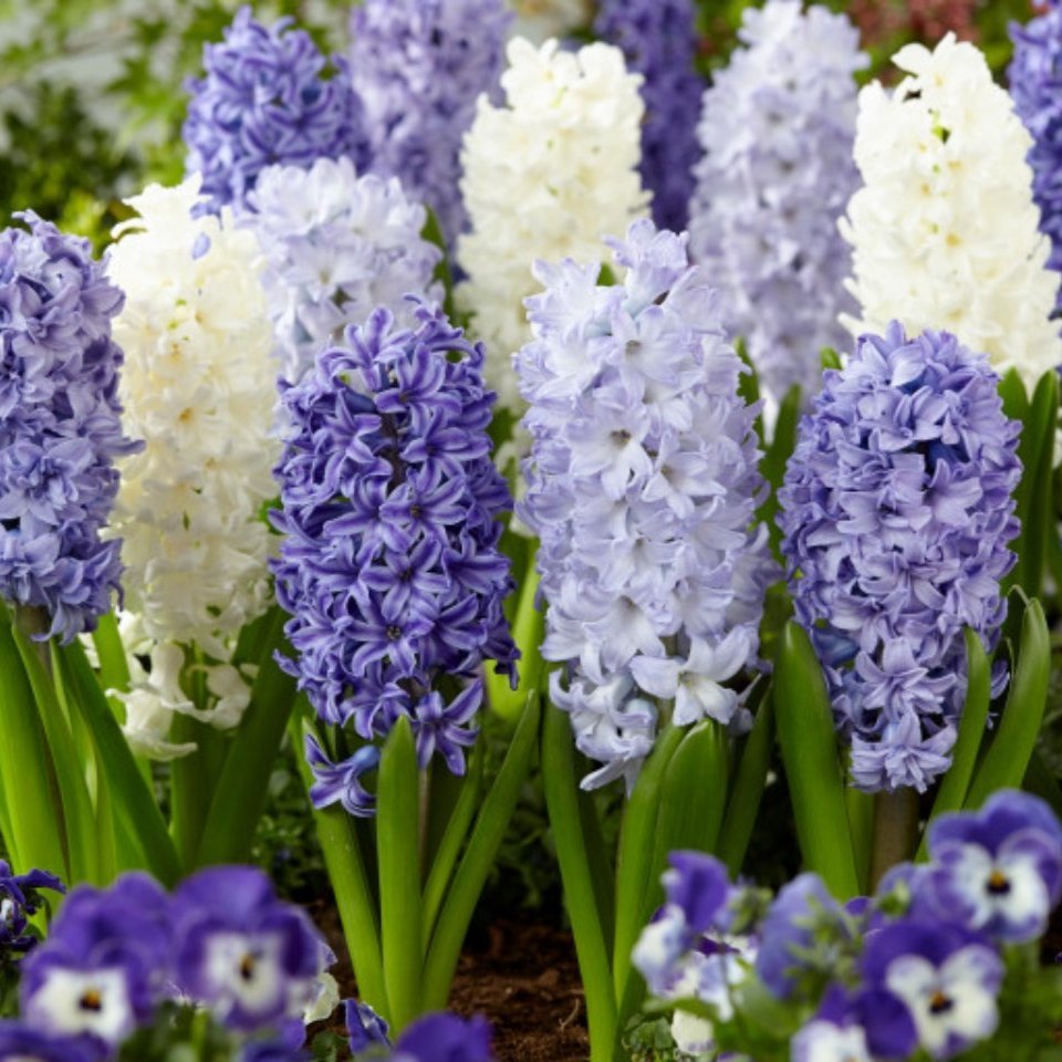 Hyacinth Fragrant Sea Mixed 14/15cm