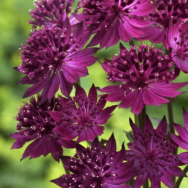 Astrantia major 'Venice'  (9cm Pots)