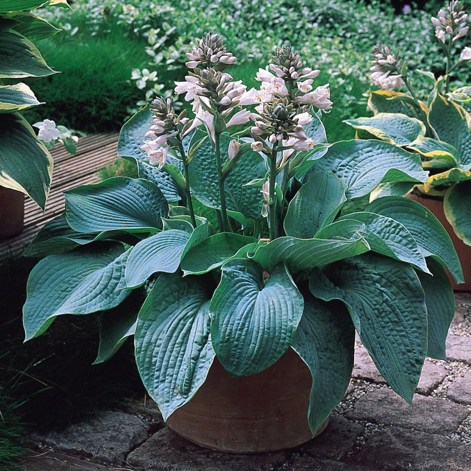 Hosta sieboldiana elegans  (Loose Roots)