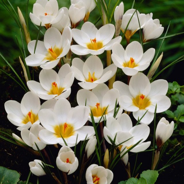 Crocus Ard Schenk