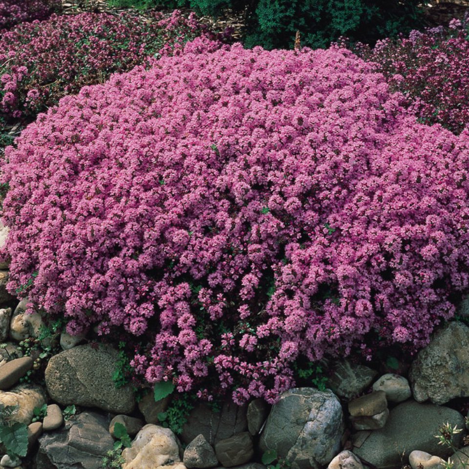 Thymus serpyllum