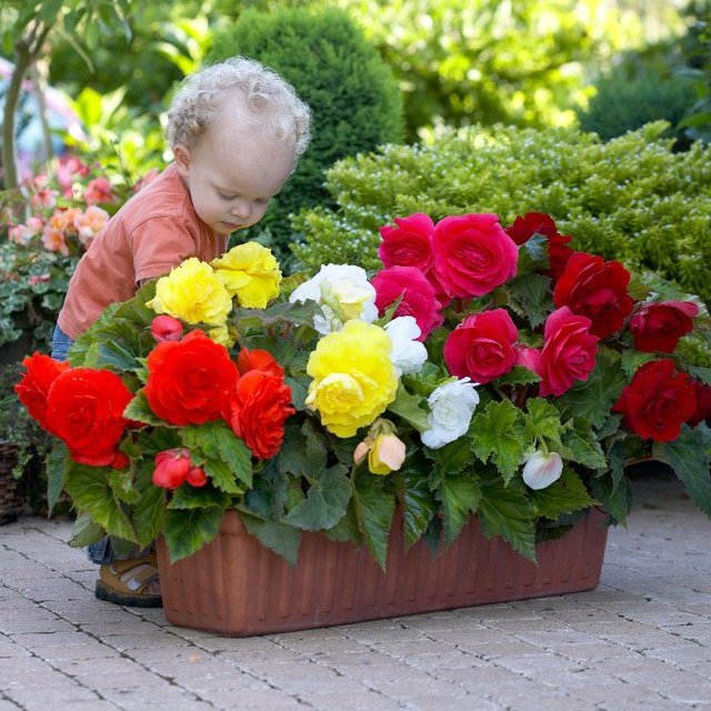 Begonia Double Mixed  (5-6cm Tubers)