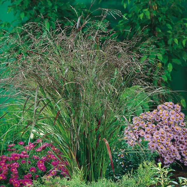 Panicum