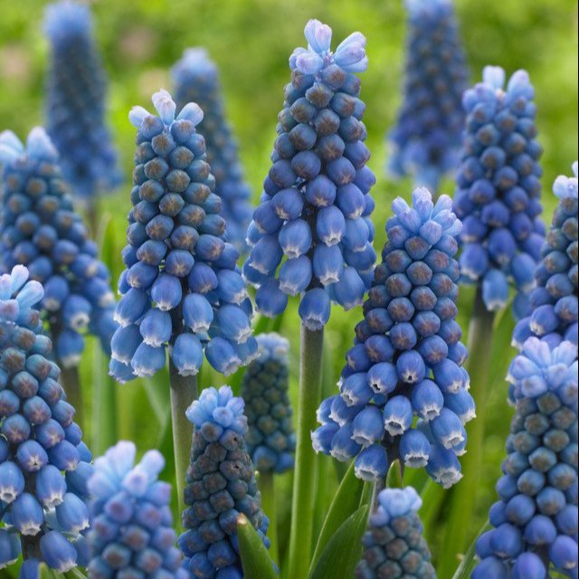Muscari aucheri 'Blue Magic'  (7-8cm Bulbs)