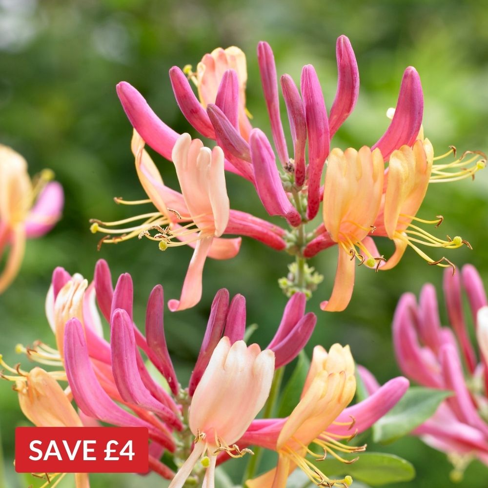 Honeysuckle 'American Beauty'