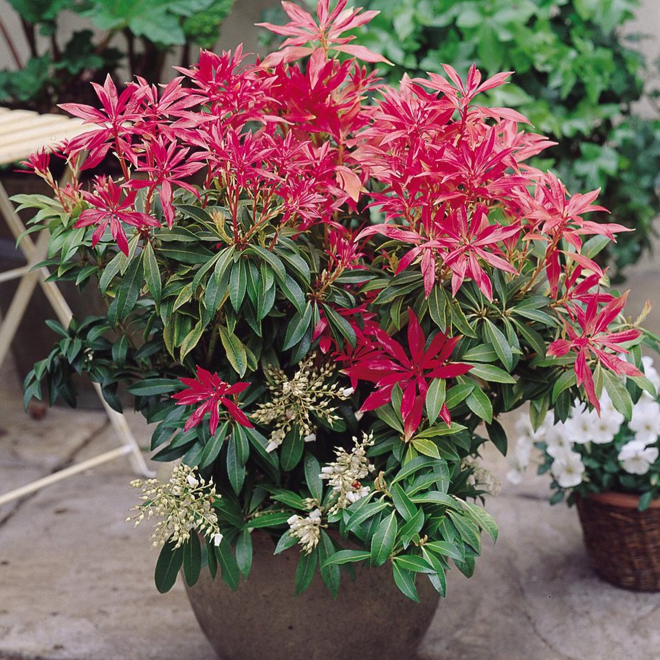 Pieris Forest Flame  (2 Litre Pots)