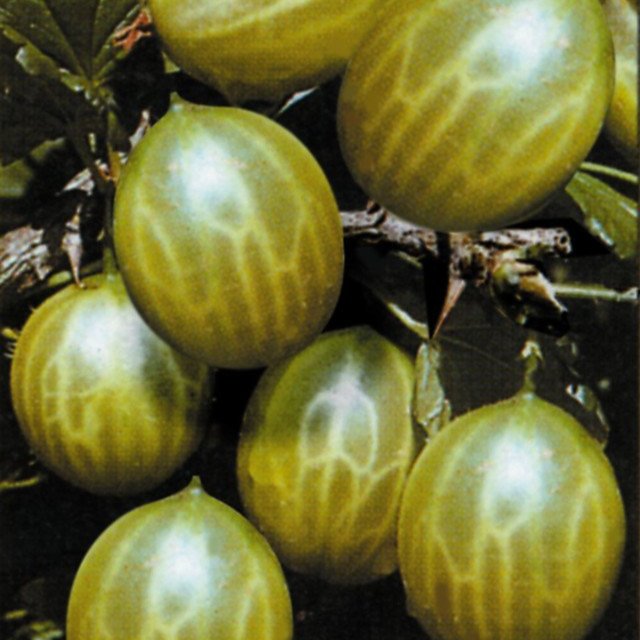 Gooseberry 'Careless'  (2 Litre Pots)