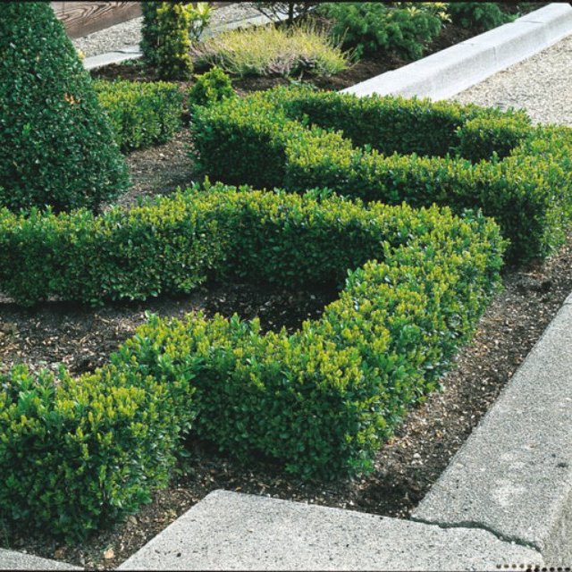 Common Box Hedging (20-25cm)