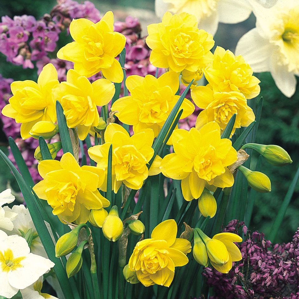 Narcissus Golden Ducat   (12-14cm Bulbs)