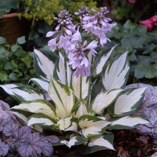 Hosta