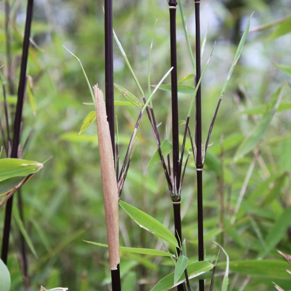 Fargesia nitida Black Pearl   (9cm Pots)