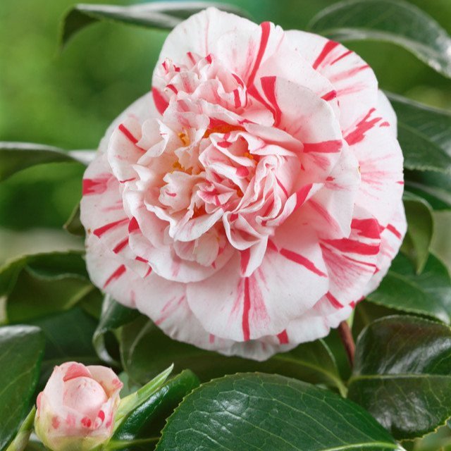 Camellia