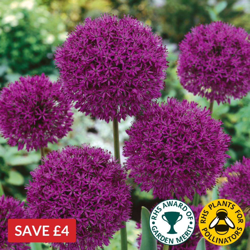 Allium Purple Sensation