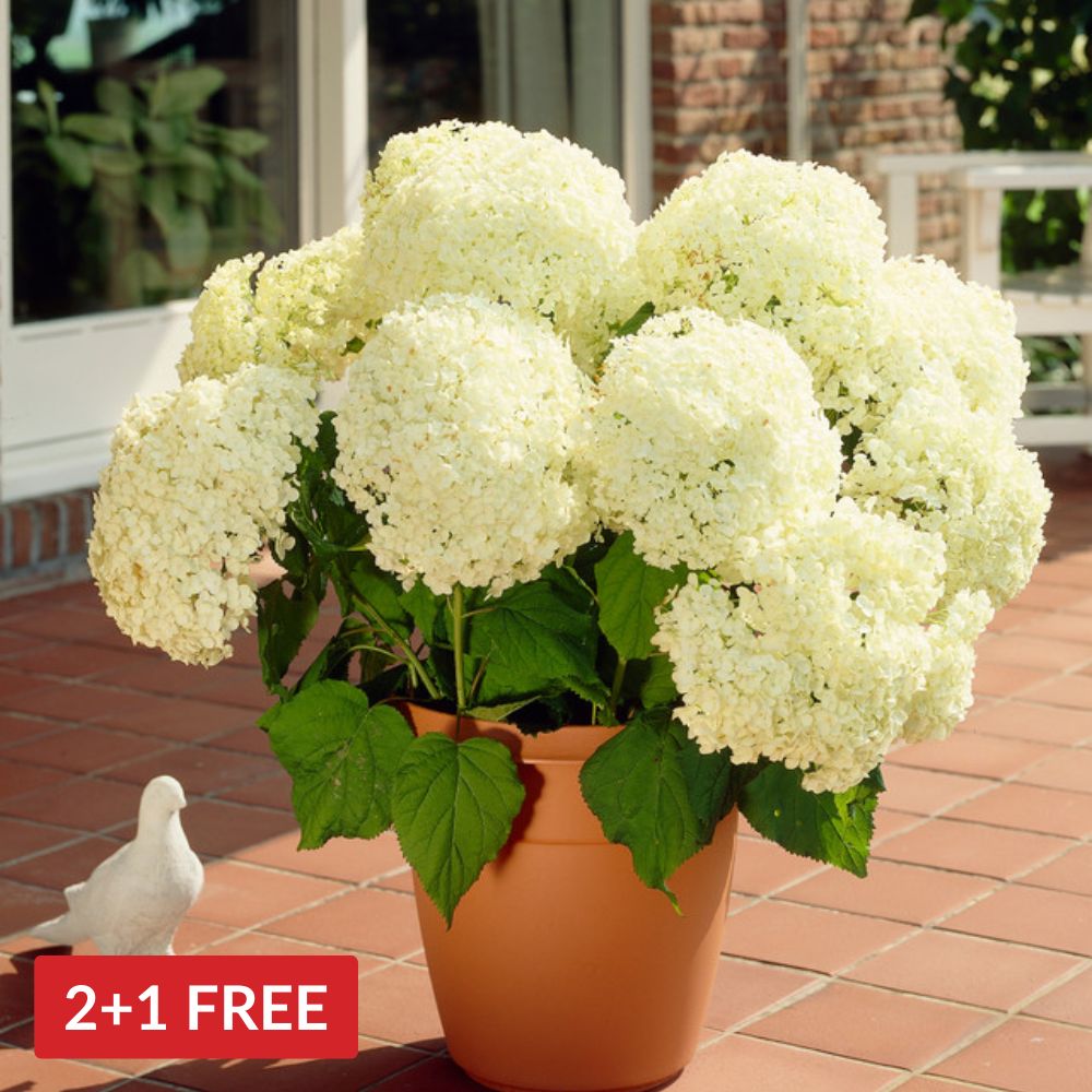 Hydrangea Annabelle