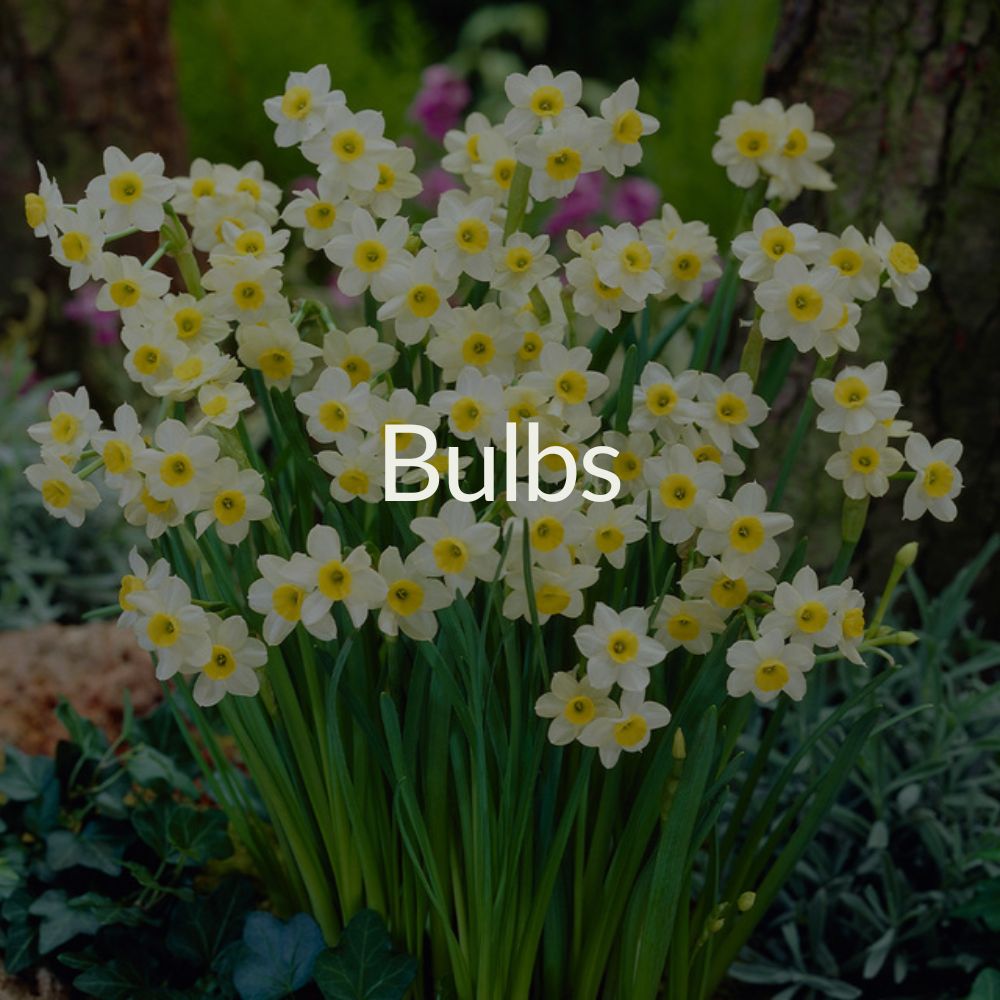 Bulbs