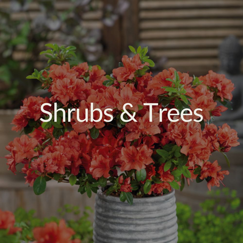 Shrubs & Trees